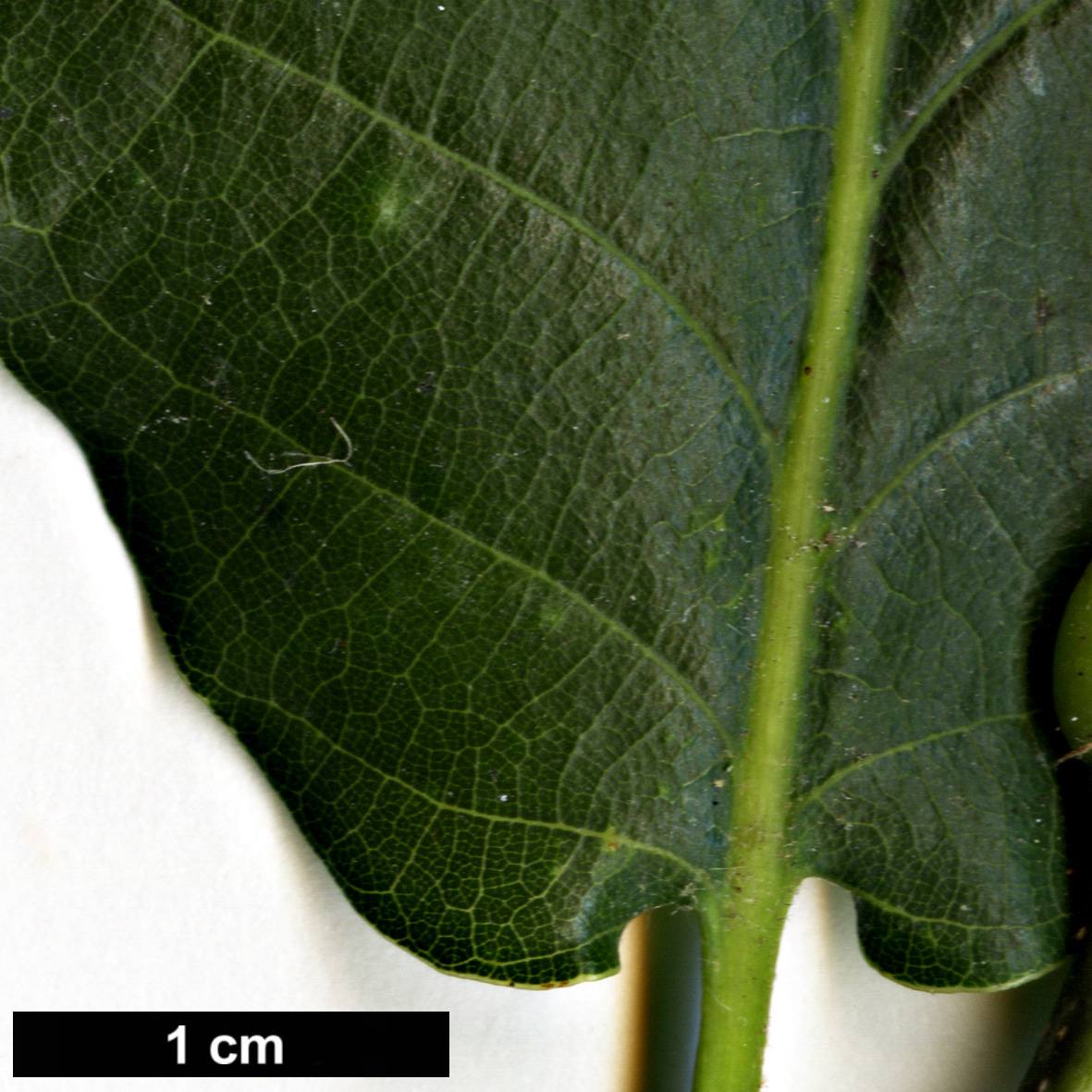 High resolution image: Family: Fagaceae - Genus: Quercus - Taxon: aliena × Q.robur